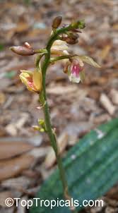 Image result for Oeceoclades maculata