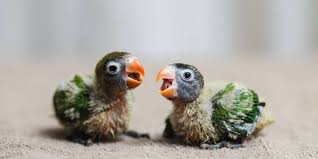 Baby bird season is quickly upon us and we will need your help to keep them fed and cared for! How To Raise And Care For A Baby Parrot 2021 Hutch And Cage