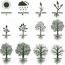 Related Image Tree Illustration Life Cycles Growing Tree