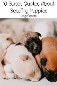 10 Sweet Funny Sleeping Puppy Quotes Dogvills He jumps up to the top of the couch before putting an arm around jasper and looking out the window at the birds. 10 sweet funny sleeping puppy quotes