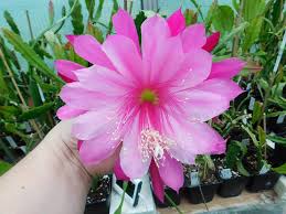 Maybe you would like to learn more about one of these? San Diego Epiphyllum Society Epiphyllum Hybride Wild Plum And Wolfgang Wilborn Facebook