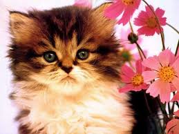 Hai guys, saksikan video anak kucing lucu lagi manja hanya di channel ini ya stay. Kucing Parsi Tapete Kucing Comel 800x600 Wallpapertip