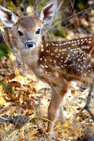 Looking for the definition of faon? Le Faon Presente Un Pelage Tachete Qui Disparait Petit A Petit Animaux Faon Animaux Sauvages