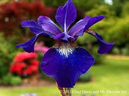 Check out our bare root iris selection for the very best in unique or custom, handmade pieces from our craft supplies & tools shops. Iris Teal Velvet Siberian Iris Bloom Early And Mid Spring Bare Root Early Large Flowered Now Shipping Flowers Large Flowers Iris