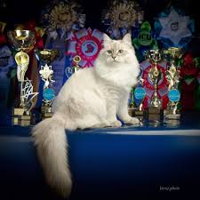 Siberian cats are believed to have evolved over hundreds of years or more through repeated crossing of hardy, native russian forest cats, similar to best wishes with your neva masquerade! Cattery Of Siberian And Neva Masquerade Cats Koenig Glance