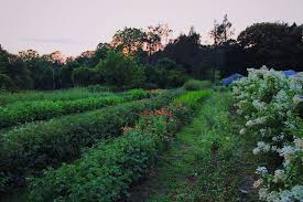 See all things to do. No Till Flower Farming The First Step To Regenerative Flower Farming