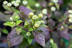 Image result for Lippia abyssinica