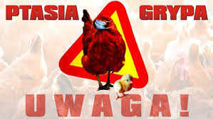 Ptasia grypa updated their website address. Ptasia Grypa Miasto Grybow