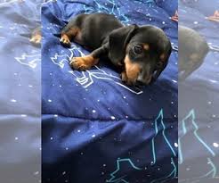 Give a puppy a forever home or rehome a rescue. Dachshund Puppies For Sale In Indiana Usa Page 1 10 Per Page Puppyfinder Com