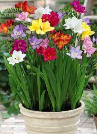 Indoor Cultivation Of Freesias