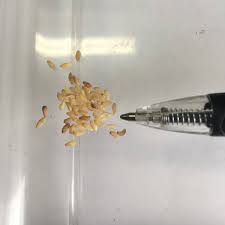 Image result for Jasminum streptopus