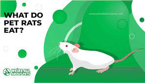 To have a happy pet rat at home it is important, that the food they get. What Do Pet Rats Eat We Re All About Pets