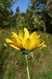 Bunga matahari atau nama saintifiknya helianthus annus tergolong dalam famili compositae. Bunga Matahari Hutan Bunga Bunga Liar Kuning Helianthus Divaricatus Tanaman Keras Bunga Hutan Pikist