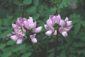 Image result for Securigera  varia