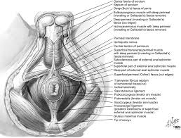Posted by admin posted on desember 05, 2019 with no comments. Anatomy Of The Male Perineum Reproduced With Permission From Netter Download Scientific Diagram