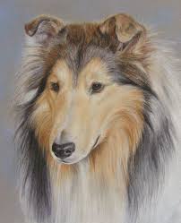 Rough Collie By Pawtraits Dog Portraits Dog Paintings Rough Collie