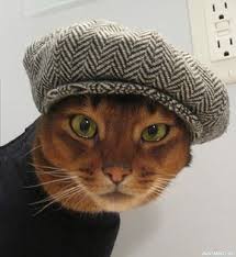 zhivotnye koty shapka avatary kartinki fotki crazy cats cat model cool cats