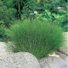 Naaldwaterbies Eleocharis Acicularis Zuurstofplant Planted Aquarium Waterplanten Tuincentrum