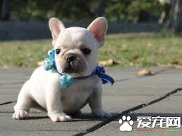 鬥牛犬（英語： bulldog ）係一種哺乳類動物，係一中型犬種，又名老虎狗、牛頭犬，鬥牛犬一詞通常被用來稱呼英國鬥牛犬（english bulldog 或 british bulldog），其餘鬥牛犬種包含美國鬥牛犬（american bulldog）、古英國鬥牛犬（old english bulldog）、勒維特鬥牛犬（leavitt bulldog）、復刻版英國鬥牛犬（olde english bulldogge）以及法國鬥牛犬（french bulldog）等。 æ³•å›½æ–—ç‰›çŠ¬èªæ˜Žå—æ³•å›½æ–—ç‰›çŠ¬æ™ºå•†å¹¶ä¸é«˜ æ–°é—» è›‹è›‹èµž