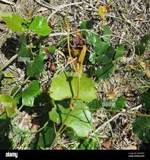 Image result for Rhoicissus tomentosa