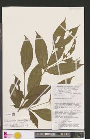 Image result for Aulacocalyx jasminiflora