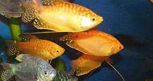 Sebagian besar spesies dapat dipelihara di akuarium komunitas, tetapi beberapa spesies lainnya tidak cocok dengan yang lain. 43 Jenis Ikan Gourami Mini Hias Populer Alam Ikan
