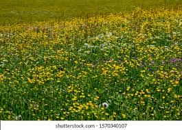 Field of wildflowers near me. Meadow Wildflowers Froschsee Near Ruhpolding Bavaria Stock Photo Edit Now 1570340107