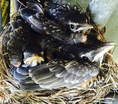 We did not find results for: American Robin Nestling Chick Development Photos Of Baby Robins From Egg To Fledgling Betty 2015