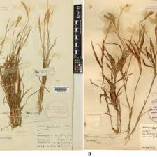 Image result for Ischaemum amethystinum