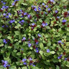 Staudenfoto Zu Ceratostigma Plumbaginoides Chinesische Bleiwurz Pflanzen Stauden Gartenpflanzen