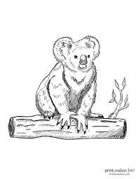 Your kids will increase their vocabulary by learning about different anima. 10 Free Cute Koala Coloring Pages Print Color Fun