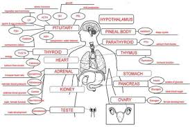 Nursing Endocrine System Endocrine System Endocrine System Nursing Concept Map Nursing
