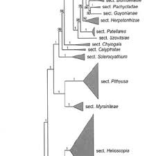 Image result for Euphorbia crebrifolia