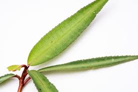 Image result for Ardisia staudtii