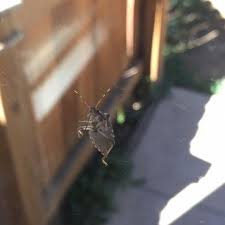 With the ability to cause unseen damage for years, ants of this variety destroy wood structures and leave the structure. Anchor Pest Control Service 16 Reviews Pest Control Denver Co Phone Number