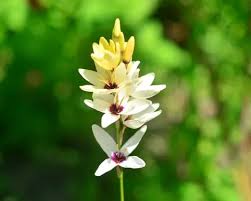 Image result for Ixia