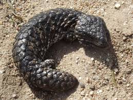 Caging, supplies & services for sale/wanted. Shingleback Skink Project Noah