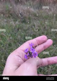 Image result for Buchnera