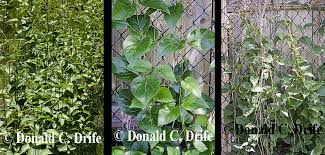 Image result for Vincetoxicum cernuum