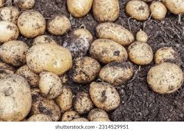 Image result for Solanum tuberosum