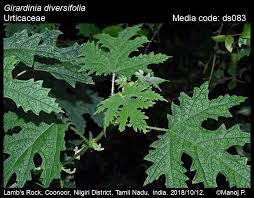 Image result for Girardinia diversifolia