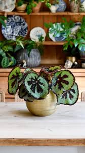Image result for Begonia meyeri-johannis
