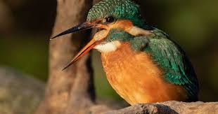 Kingfisher Regurgitating A Pellet Kus