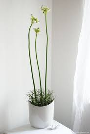 Serie Vasen Milchstern Als Skulptur Milchstern Vase Und Skulpturen