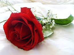 Pic Of Beautiful Flower Zellox Rose Flower Wallpaper Beautiful Rose Flowers Beautiful Flowers Images