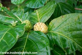 Image result for Morinda citrifolia
