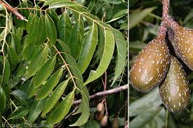 Image result for Cedrela