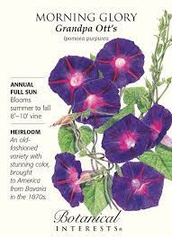 Grandpa Ott S Morning Glory Seeds 1 Gram Morning Glory Seeds Morning Glory Flowers Garden Vines