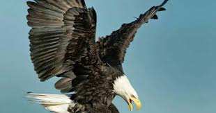 Birds That Look Like Bald Eagles Pin By Lynn Lambden On Eagles Eagle Pictures Bald Eagle Eagles