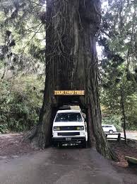 Very happy with my purchase. Thesamba Com Vanagon View Topic Drive Thru Redwood Tree In A Westy